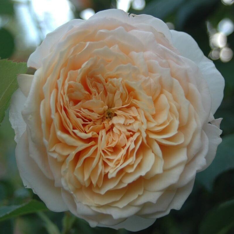 Роза английская Инглиш Гарден